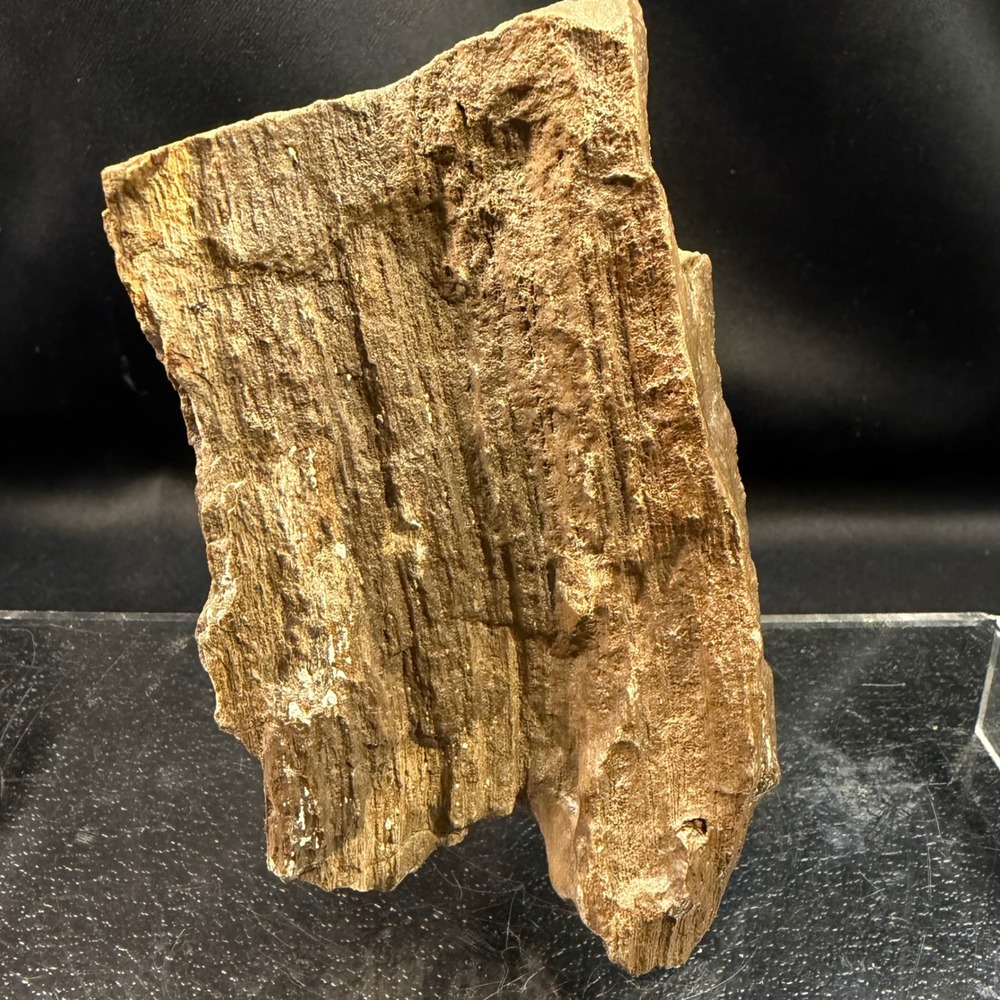 Natural Petrified Wood Fossil Specimen Rough Bark Texture Earth Tone Stone 5.5"